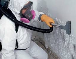 Why You Should Choose Our Mold Remediation Services in English, IN